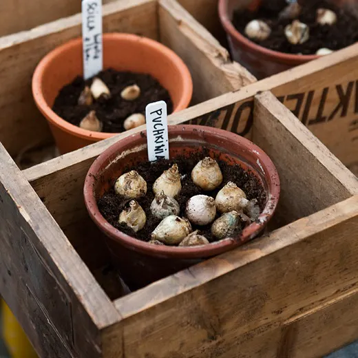 Plant over jorden Plant over jorden